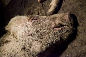 Dead pigs in slaughter room - Australian pig farming - Captured at Wally's Piggery, Jeir NSW Australia.