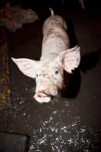 Grower pig standing on excrement-covered floor - Australian pig farming - Captured at Wally's Piggery, Jeir NSW Australia.