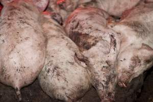 Grower pigs - Australian pig farming - Captured at Wally's Piggery, Jeir NSW Australia.