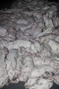 Grower pigs - Australian pig farming - Captured at Wally's Piggery, Jeir NSW Australia.