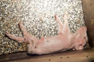 Dead piglet in farrowing crate - Australian pig farming - Captured at Wally's Piggery, Jeir NSW Australia.