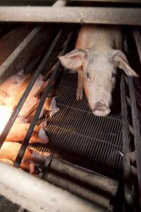 Sow and piglets - Australian pig farming - Captured at Wally's Piggery, Jeir NSW Australia.