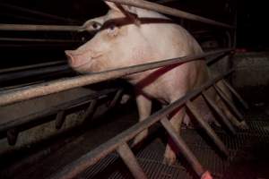 Sow in crate - Australian pig farming - Captured at Wally's Piggery, Jeir NSW Australia.