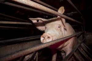 Sow in crate - Australian pig farming - Captured at Wally's Piggery, Jeir NSW Australia.