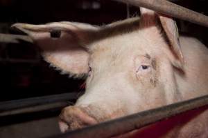 Sow in crate - Australian pig farming - Captured at Wally's Piggery, Jeir NSW Australia.