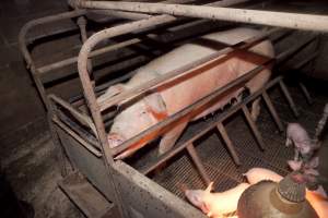 Sow in crate - Australian pig farming - Captured at Wally's Piggery, Jeir NSW Australia.