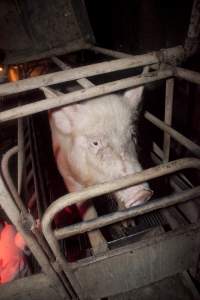 Sow in crate - Australian pig farming - Captured at Wally's Piggery, Jeir NSW Australia.