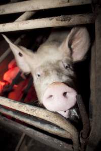 Sow in crate - Australian pig farming - Captured at Wally's Piggery, Jeir NSW Australia.