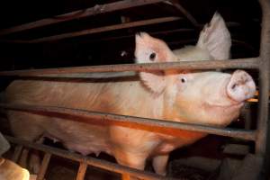 Sow in crate - Australian pig farming - Captured at Wally's Piggery, Jeir NSW Australia.