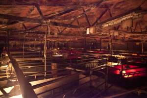 Looking across farrowing shed - Australian pig farming - Captured at Wally's Piggery, Jeir NSW Australia.