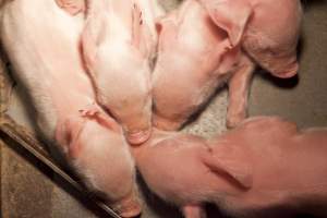 Piglets - Australian pig farming - Captured at Wally's Piggery, Jeir NSW Australia.