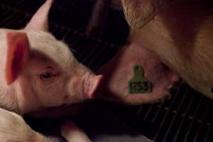 Piglet and sow's ear - Australian pig farming - Captured at Wally's Piggery, Jeir NSW Australia.