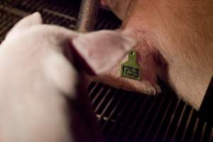 Piglet and sow's ear - Australian pig farming - Captured at Wally's Piggery, Jeir NSW Australia.