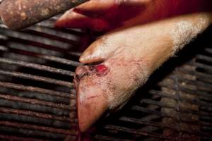 Sow with injured foot - Australian pig farming - Captured at Wally's Piggery, Jeir NSW Australia.