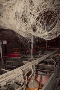 Cobwebs - Australian pig farming - Captured at Wally's Piggery, Jeir NSW Australia.