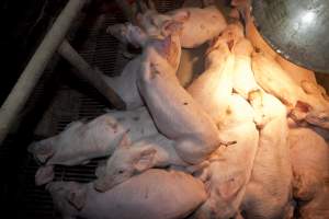 Weaner piglets - Australian pig farming - Captured at Wally's Piggery, Jeir NSW Australia.