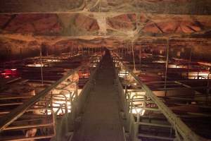 Looking down aisle of farrowing shed - Ceiling covered in cobwebs - Captured at Wally's Piggery, Jeir NSW Australia.