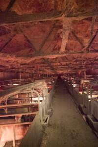 Looking down aisle of farrowing shed - Ceiling covered in cobwebs - Captured at Wally's Piggery, Jeir NSW Australia.