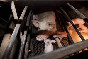 Wally's Piggery - Australian pig farming - Captured at Wally's Piggery, Jeir NSW Australia.