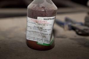 Injections for piglets - Australian pig farming - Captured at Wally's Piggery, Jeir NSW Australia.