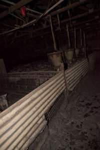 Grower pigs - Walkway covered in thick excrement - Captured at Wally's Piggery, Jeir NSW Australia.