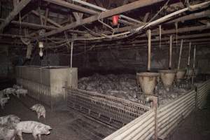 Grower pigs - Australian pig farming - Captured at Wally's Piggery, Jeir NSW Australia.