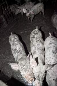 Grower pigs in excrement - Australian pig farming - Captured at Wally's Piggery, Jeir NSW Australia.