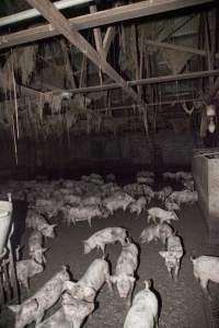 Grower pigs in excrement - Australian pig farming - Captured at Wally's Piggery, Jeir NSW Australia.