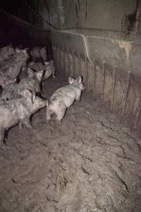 Grower pigs in excrement - Australian pig farming - Captured at Wally's Piggery, Jeir NSW Australia.