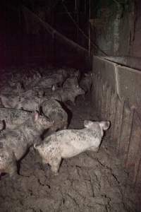 Grower pigs in excrement - Australian pig farming - Captured at Wally's Piggery, Jeir NSW Australia.