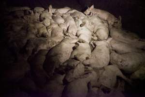 Grower pigs packed in - Australian pig farming - Captured at Wally's Piggery, Jeir NSW Australia.