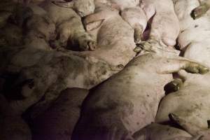 Grower pigs packed in - Australian pig farming - Captured at Wally's Piggery, Jeir NSW Australia.