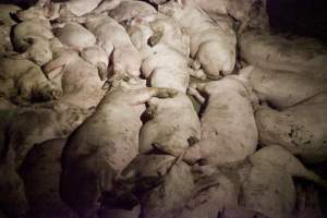 Grower pigs packed in - Australian pig farming - Captured at Wally's Piggery, Jeir NSW Australia.