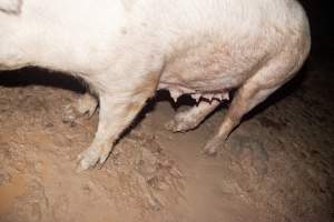Pig standing on excrement-covered floor - Australian pig farming - Captured at Wally's Piggery, Jeir NSW Australia.