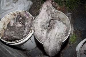 Buckets of dead piglets - Australian pig farming - Captured at Wally's Piggery, Jeir NSW Australia.