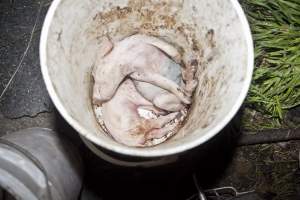 Buckets of dead piglets - Australian pig farming - Captured at Wally's Piggery, Jeir NSW Australia.