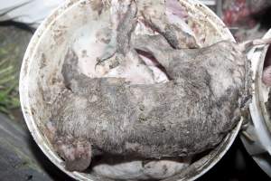 Buckets of dead piglets - Australian pig farming - Captured at Wally's Piggery, Jeir NSW Australia.