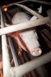 Sow in crate - Australian pig farming - Captured at Wally's Piggery, Jeir NSW Australia.