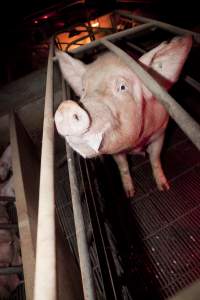 Sow in crate - Australian pig farming - Captured at Wally's Piggery, Jeir NSW Australia.