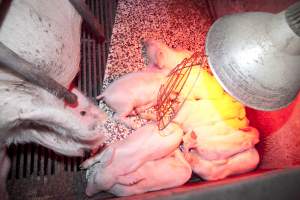 Wally's Piggery - Australian pig farming - Captured at Wally's Piggery, Jeir NSW Australia.