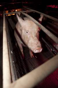 Sow in crate - Australian pig farming - Captured at Wally's Piggery, Jeir NSW Australia.