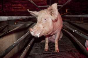 Sow in crate - Australian pig farming - Captured at Wally's Piggery, Jeir NSW Australia.