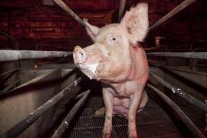 Sow in crate - Australian pig farming - Captured at Wally's Piggery, Jeir NSW Australia.