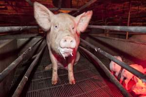 Sow in crate - Australian pig farming - Captured at Wally's Piggery, Jeir NSW Australia.