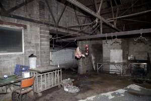 Head and organs hanging in slaughter room - Pile of guts underneath - Captured at Wally's Piggery, Jeir NSW Australia.