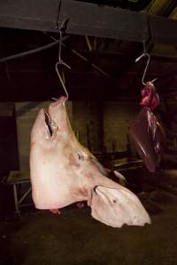 Head and organs hanging in slaughter room - Australian pig farming - Captured at Wally's Piggery, Jeir NSW Australia.