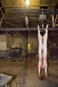 Headless carcass hanging in slaughter room - Australian pig farming - Captured at Wally's Piggery, Jeir NSW Australia.