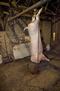 Headless carcass hanging in slaughter room - Australian pig farming - Captured at Wally's Piggery, Jeir NSW Australia.
