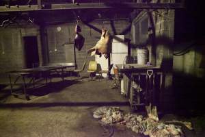 Pig's head and organs hanging in slaughter room - Pile of guts underneath - Captured at Wally's Piggery, Jeir NSW Australia.