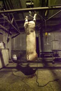 Headless pig carcass hanging in slaughter room - Australian pig farming - Captured at Wally's Piggery, Jeir NSW Australia.